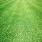 Scalped Bermuda grass Dallas GA